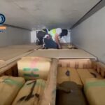 «الفلفل الأخضر» يخفي أكبر شحنة «حشيش»