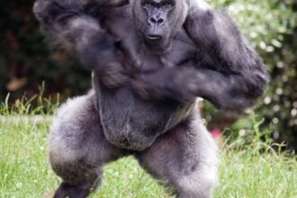 من الرقص إلى الطعن.. «غوريلا» تُفسد فرحاً وتُصيب شقيق العريس في الجيزة من الرقص إلى الطعن.. «غوريلا» تُفسد فرحاً وتُصيب شقيق العريس في الجيزة