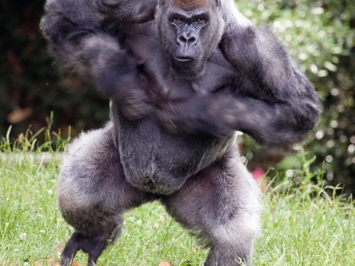 من الرقص إلى الطعن.. «غوريلا» تُفسد فرحاً وتُصيب شقيق العريس في الجيزة من الرقص إلى الطعن.. «غوريلا» تُفسد فرحاً وتُصيب شقيق العريس في الجيزة