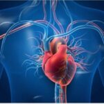 من القلب إلى الرحم.. دراسات تكشف الرابط بين الصحة القلبية والإنجاب