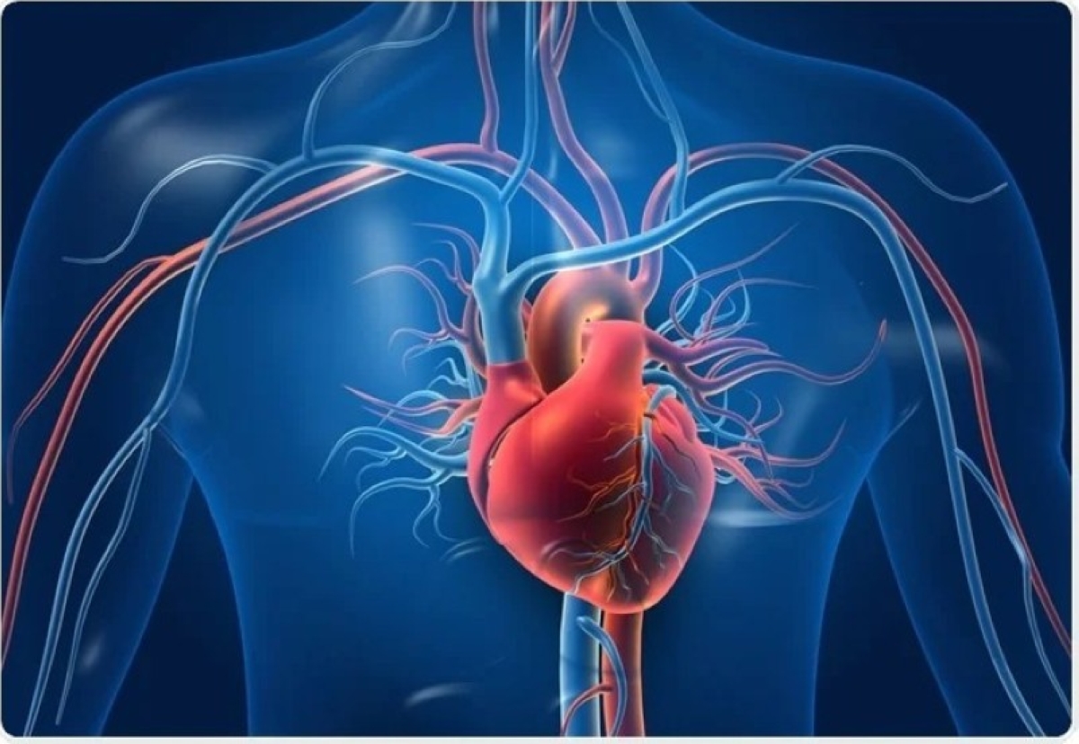 من القلب إلى الرحم.. دراسات تكشف الرابط بين الصحة القلبية والإنجاب من القلب إلى الرحم.. دراسات تكشف الرابط بين الصحة القلبية والإنجاب