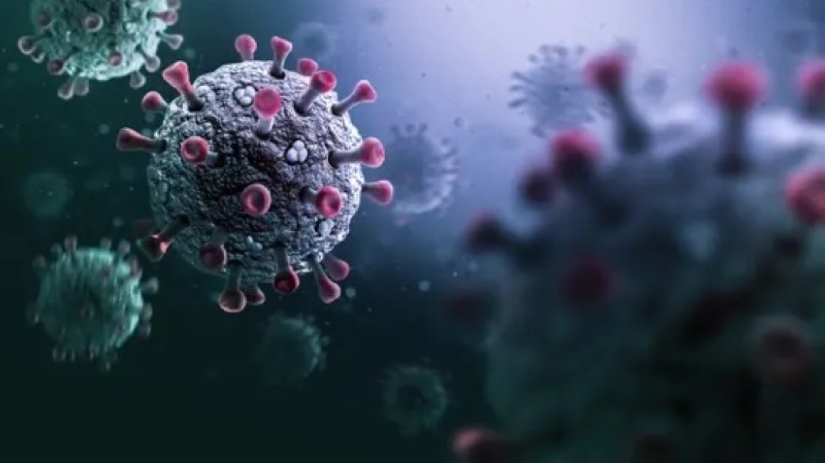 رصد فايروس جديد شبيه بكورونا في خفافيش البرازيل رصد فايروس جديد شبيه بكورونا في خفافيش البرازيل