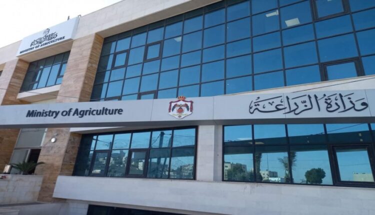 وزارة الزراعة: تصدير 900 ألف رأس من الأغنام إلى السعودية