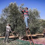 محافظ جرش: لجان رقابية وجولات ميدانية استعدادا لموسم الزيتون