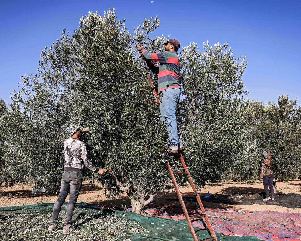 محافظ جرش: لجان رقابية وجولات ميدانية استعدادا لموسم الزيتون
