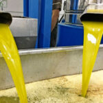 زراعة الوسطية: بدء العمل بمعاصر الزيتون منتصف الشهر الحالي