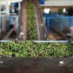 وزير الزراعة: فحوصات مجانية لزيت الزيتون