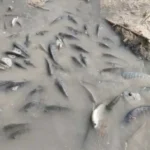 “البيئة” تتابع حادثة نفوق أسماك في سد الموجب