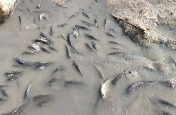 “البيئة” تتابع حادثة نفوق أسماك في سد الموجب “البيئة” تتابع حادثة نفوق أسماك في سد الموجب