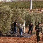 165 اعتداء على قاطفي الزيتون وتصاعد اعتداءات المستوطنين في الضفة​ 