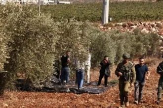 165 اعتداء على قاطفي الزيتون وتصاعد اعتداءات المستوطنين في الضفة  165 اعتداء على قاطفي الزيتون وتصاعد اعتداءات المستوطنين في الضفة