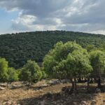 عجلون: مطالب باستثمار الأراضي الزراعية غير المستغلة