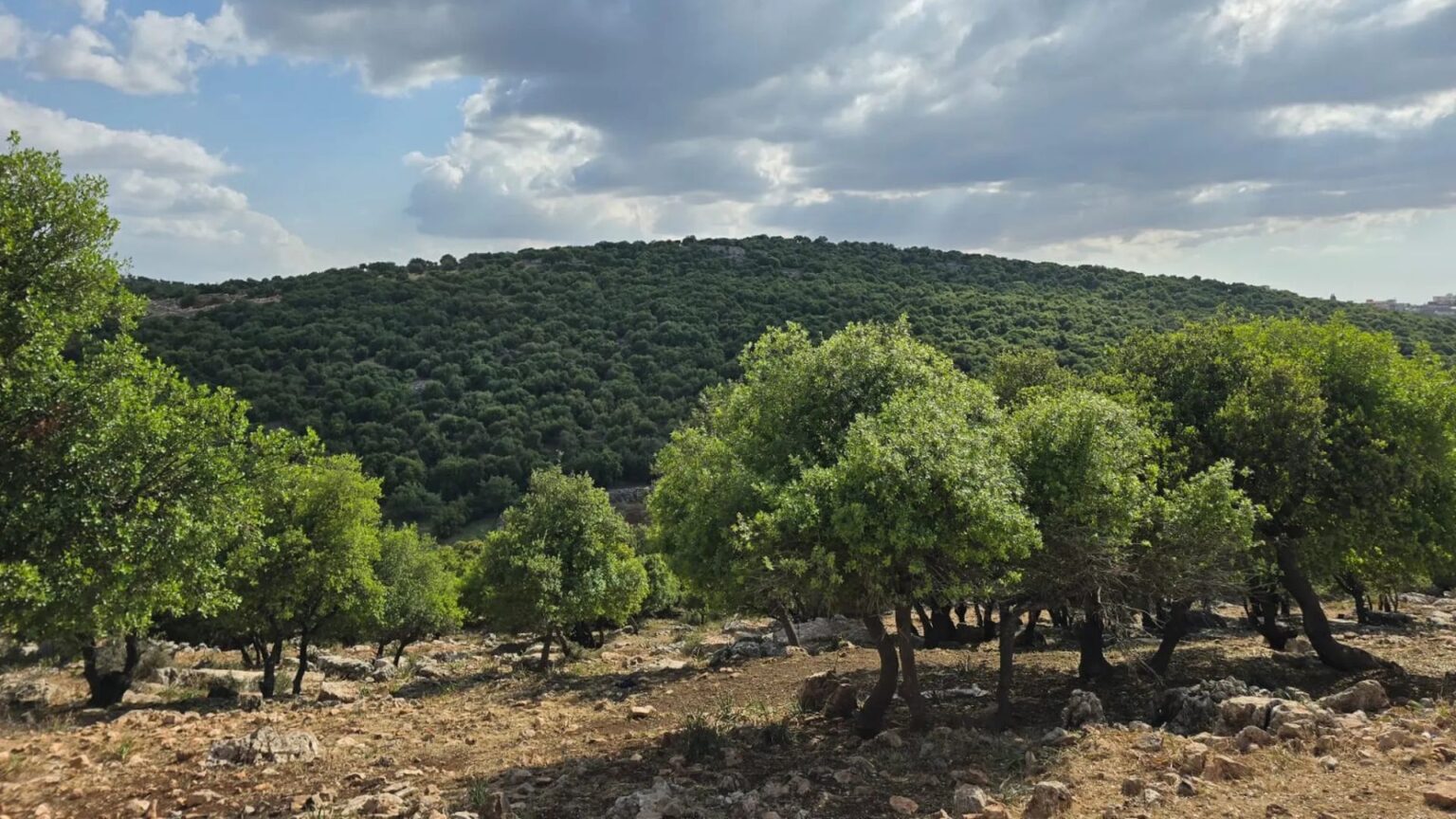 عجلون: مطالب باستثمار الأراضي الزراعية غير المستغلة عجلون: مطالب باستثمار الأراضي الزراعية غير المستغلة