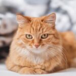 فرنسا: قط «مُجرم» يدفع ثمن تسلله لحديقة الجار!