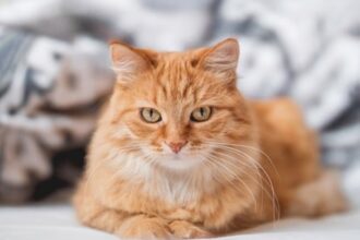 فرنسا: قط «مُجرم» يدفع ثمن تسلله لحديقة الجار!