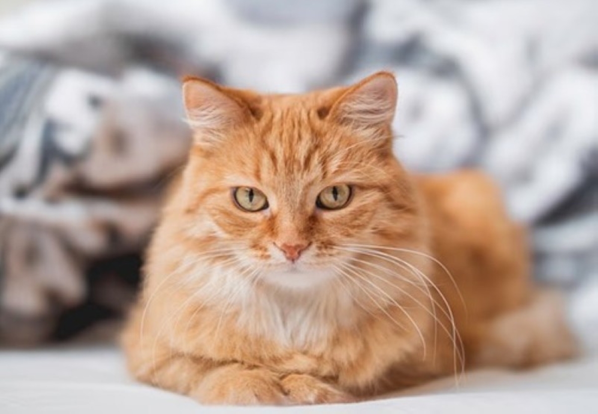 فرنسا: قط «مُجرم» يدفع ثمن تسلله لحديقة الجار!