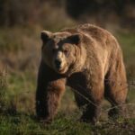 عندما يصبح الدب جاراً.. اليابان تبحث عن سلامٍ برذاذٍ ذكي!