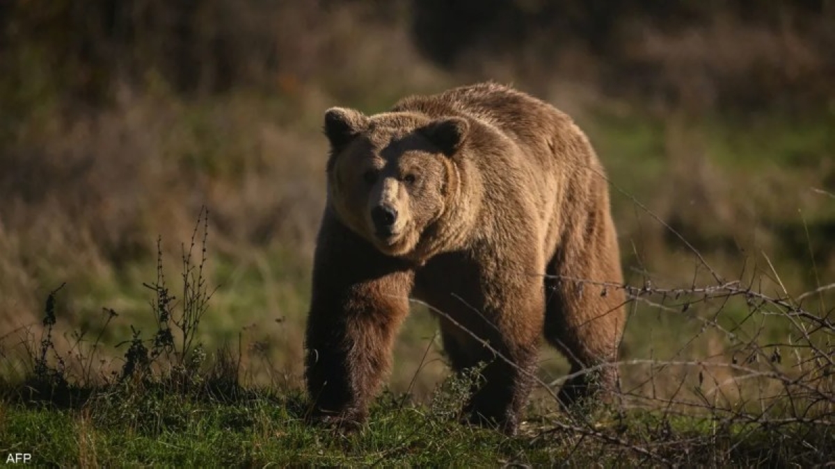 عندما يصبح الدب جاراً.. اليابان تبحث عن سلامٍ برذاذٍ ذكي! عندما يصبح الدب جاراً.. اليابان تبحث عن سلامٍ برذاذٍ ذكي!