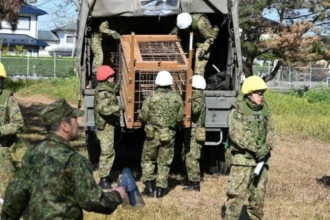 دببة جائعة تهدد اليابان.. الجيش يتدخل لإنقاذ السكان من الهجمات القاتلة