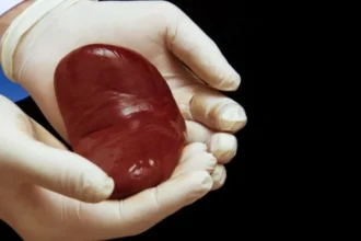 رجل يحاول بيع «كلية» زوجته دون علمها!