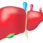 كوب البنجر والقهوة.. مشروبان يحميان كبدك من التليف