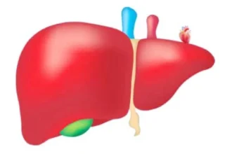 كوب البنجر والقهوة.. مشروبان يحميان كبدك من التليف