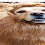 قصة شعر تحول كلباً إلى أسد يرعب أيرلندا