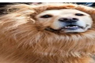 قصة شعر تحول كلباً إلى أسد يرعب أيرلندا