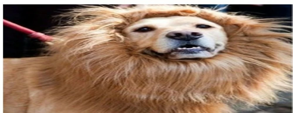 قصة شعر تحول كلباً إلى أسد يرعب أيرلندا قصة شعر تحول كلباً إلى أسد يرعب أيرلندا