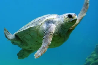 أستراليا تطلق مشروعاً بيئياً لحماية السلاحف الخضراء النادرة من الانقراض