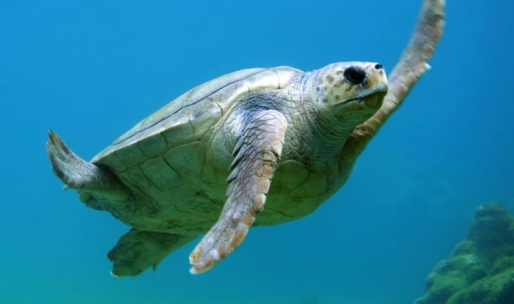 أستراليا تطلق مشروعاً بيئياً لحماية السلاحف الخضراء النادرة من الانقراض أستراليا تطلق مشروعاً بيئياً لحماية السلاحف الخضراء النادرة من الانقراض