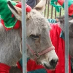 كيف ألغت الحمير حفلا بريطانياً؟