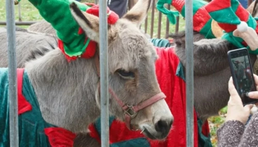 كيف ألغت الحمير حفلا بريطانياً؟ كيف ألغت الحمير حفلا بريطانياً؟