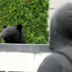 لماذا استنجدت اليابان بالجيش لمواجهة الدببة؟