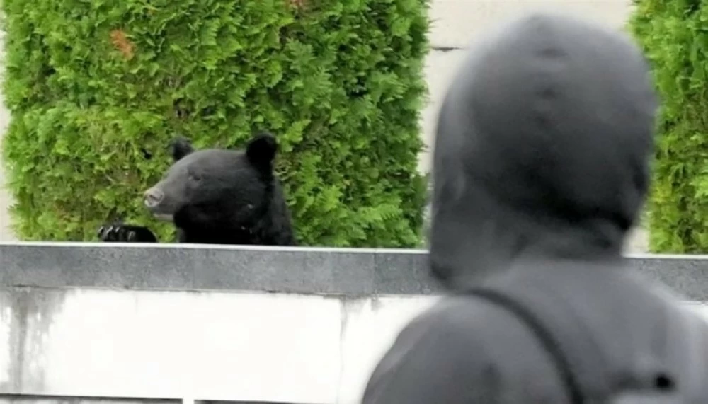 لماذا استنجدت اليابان بالجيش لمواجهة الدببة؟ لماذا استنجدت اليابان بالجيش لمواجهة الدببة؟