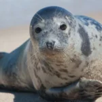 دراسة: إنفلونزا الطيور تتسبّب في نفوق آلافٍ من أفيال البحر بجنوب الأطلسي