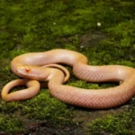 مخلوق كالخيال.. اكتشاف أول ثعبان «ألبينو» في الحياة البرية