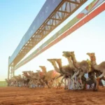 سباقات الهجن تشعل المنافسة في 24 ميداناً بجوائز تفوق ربع مليار ريال