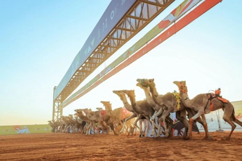 سباقات الهجن تشعل المنافسة في 24 ميداناً بجوائز تفوق ربع مليار ريال