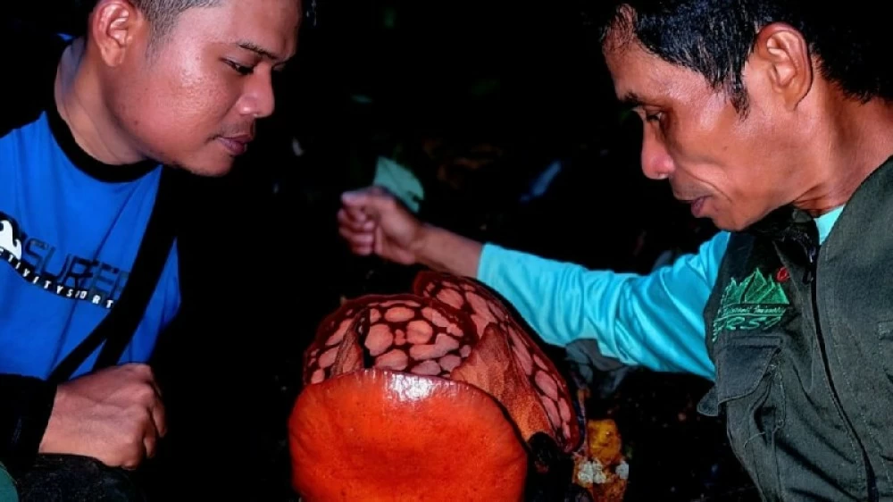 بعد 13 عاماً من البحث.. علماء يعثرون على «أندر زهرة في العالم» بعد 13 عاماً من البحث.. علماء يعثرون على «أندر زهرة في العالم»