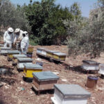 رئيس الاتحاد: ما بين 3 إلى 4 آلاف نحّال في الأردن يمتلكون نحو 80 ألف خلية