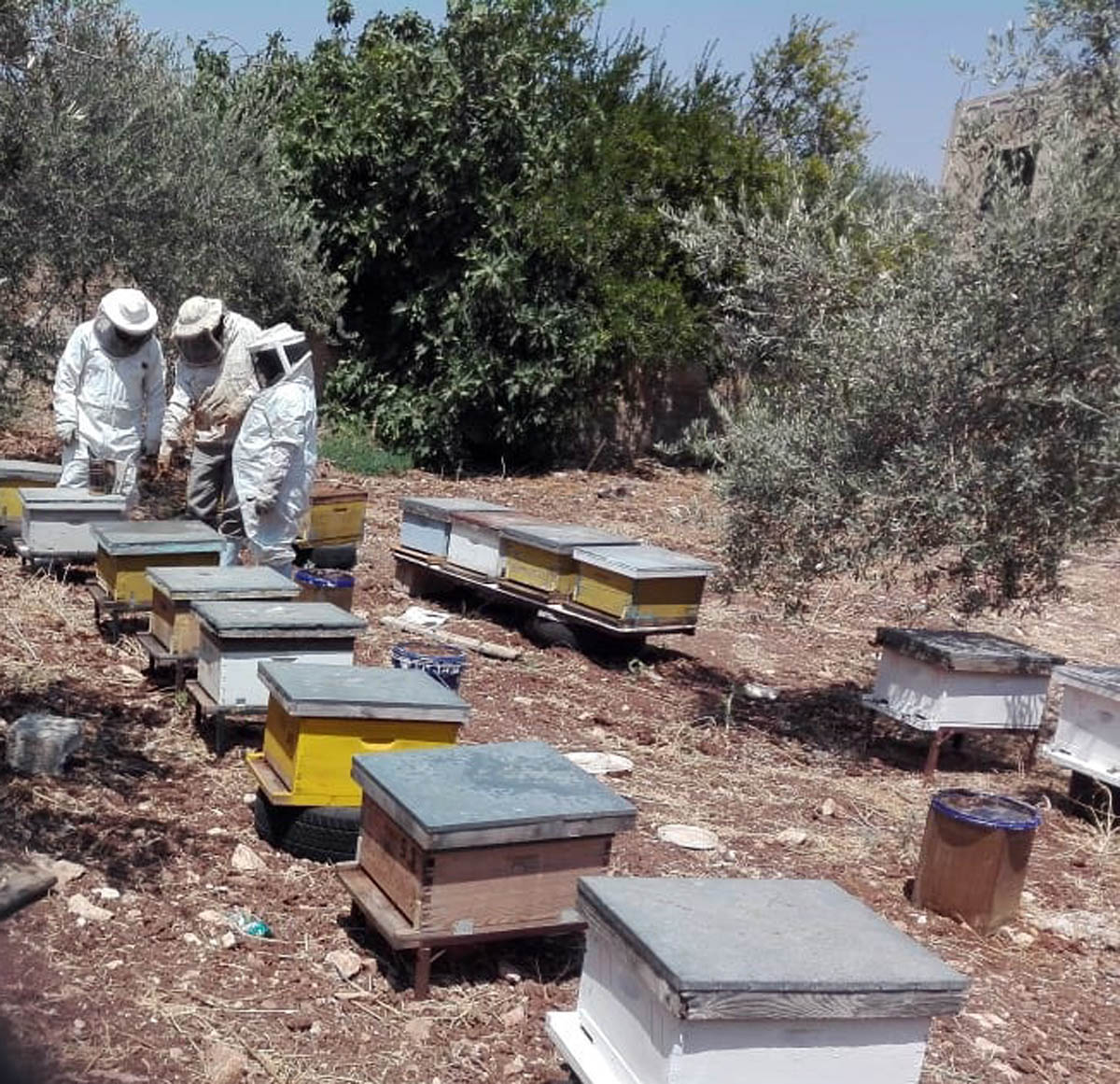 رئيس الاتحاد: ما بين 3 إلى 4 آلاف نحّال في الأردن يمتلكون نحو 80 ألف خلية رئيس الاتحاد: ما بين 3 إلى 4 آلاف نحّال في الأردن يمتلكون نحو 80 ألف خلية