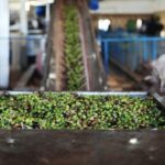 الإحصاءات: أداء ضعيف لإنتاج زيت الزيتون