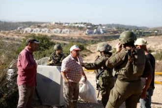 الاحتلال ينفذ 340 اعتداء على قاطفي الزيتون ويعتقل 20 فلسطينيا ويهدم منزلين​ 