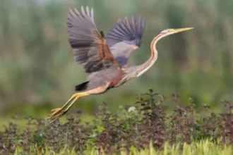 10 ملايين طائر مهاجر يعبرون سماء المملكة سنويا