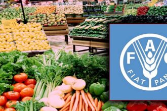 تراجع أسعار الغذاء العالمية بدعم من وفرة المعروض