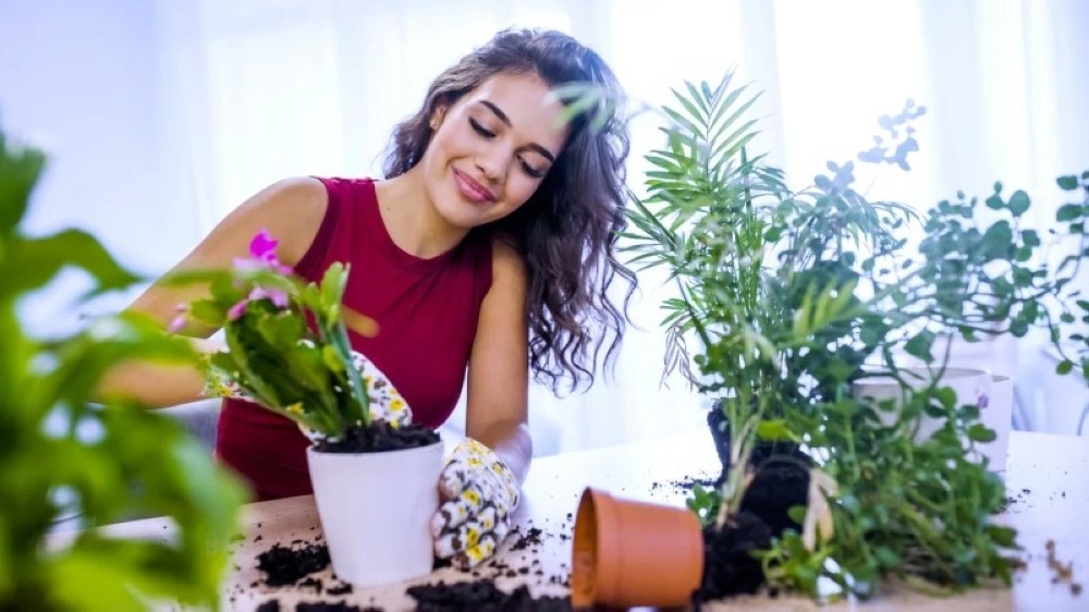 فوائد تربية النباتات في المنزل: