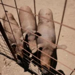 حمى الخنازير الأفريقية تضرب إسبانيا