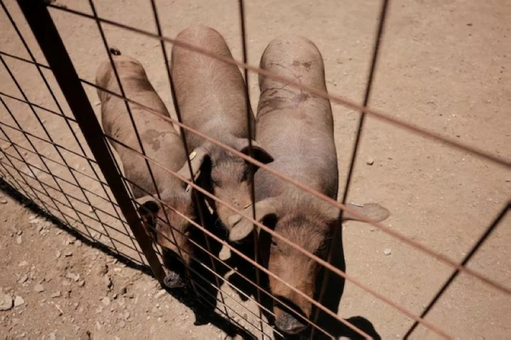 حمى الخنازير الأفريقية تضرب إسبانيا حمى الخنازير الأفريقية تضرب إسبانيا