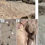 اكتشاف 16000 أثر لديناصورات بوليفيا